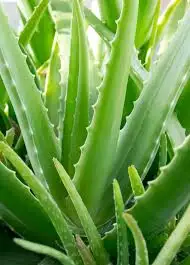 Amla Ingredient