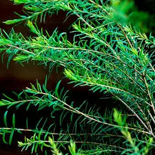 Schisandra Ingredient